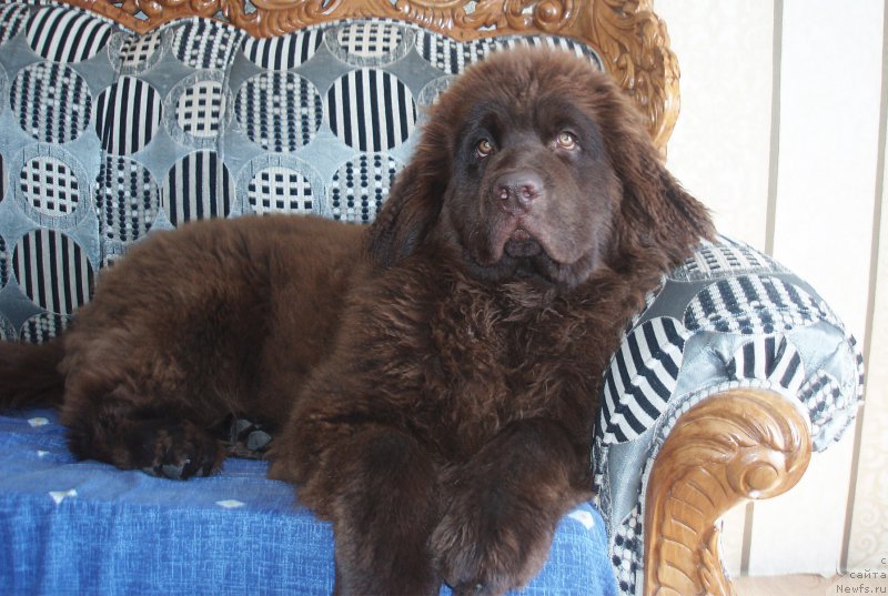 Фото: ньюфаундленд Браунблад МСК Сабина Эстер (Brownblood MSK Sabina Ester)