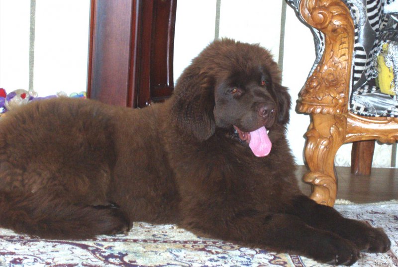 Фото: ньюфаундленд Браунблад МСК Сабина Эстер (Brownblood MSK Sabina Ester)