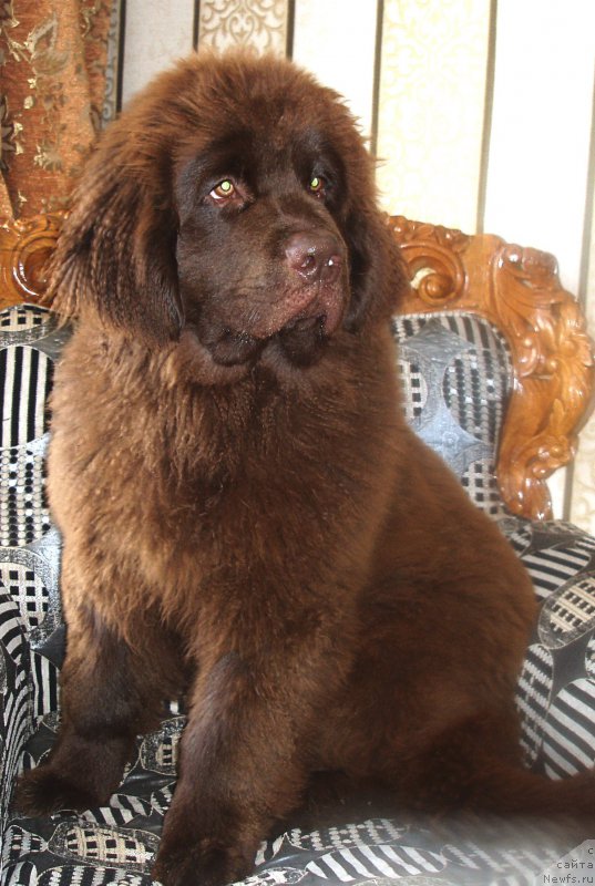 Фото: ньюфаундленд Браунблад МСК Сабина Эстер (Brownblood MSK Sabina Ester)