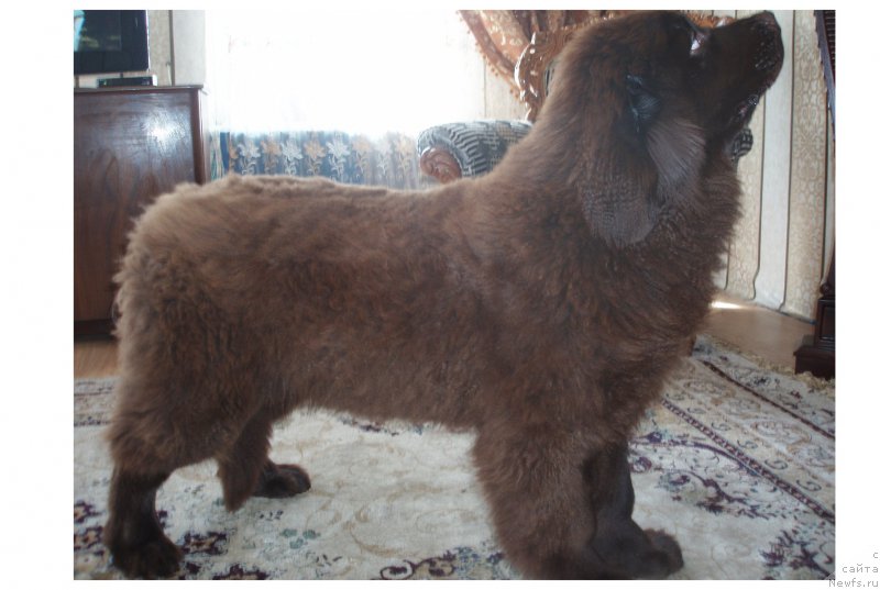 Фото: ньюфаундленд Браунблад МСК Сабина Эстер (Brownblood MSK Sabina Ester)