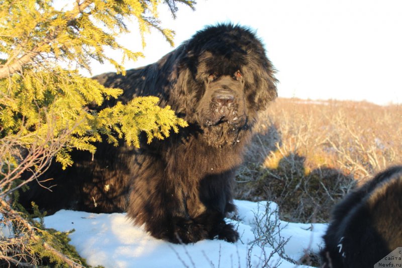 Фото: ньюфаундленд King of Helluland You Shock Me