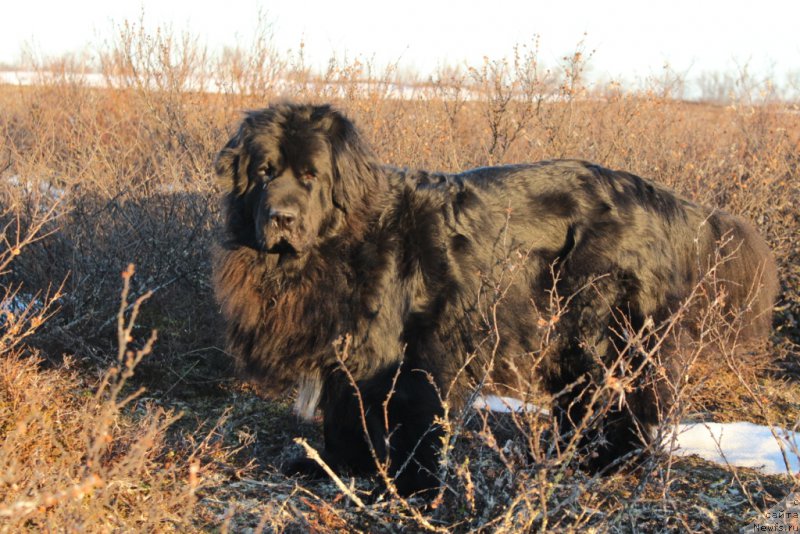 Фото: ньюфаундленд Neretum Tribe Xagrid