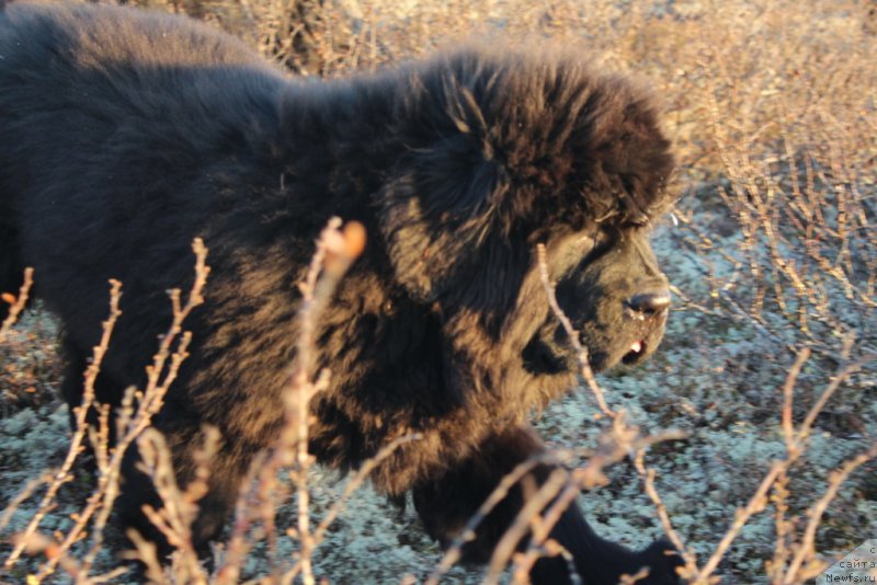 Фото: ньюфаундленд Даймонд Кинг