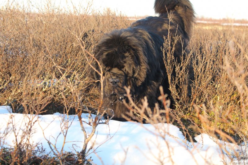 Фото: ньюфаундленд King of Helluland You Shock Me