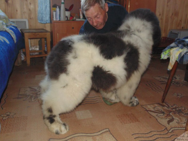 Фото: ньюфаундленд Беринг от Карельских Медведей