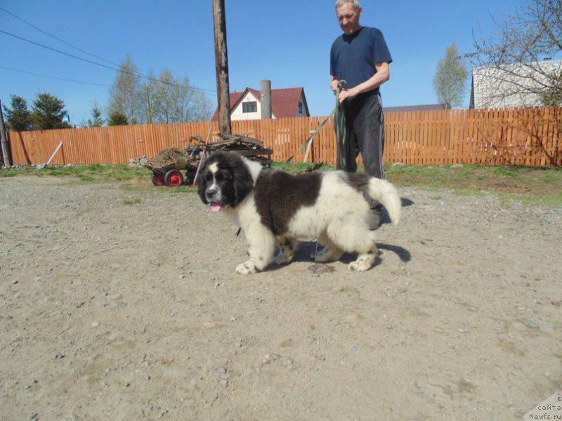 Фото: ньюфаундленд Беринг от Карельских Медведей