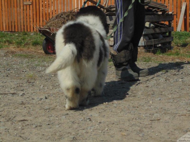 Фото: ньюфаундленд Беринг от Карельских Медведей