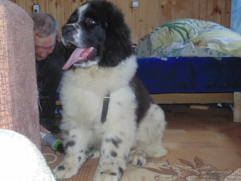 Фото: ньюфаундленд Беринг от Карельских Медведей