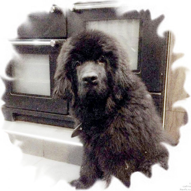 Фото: ньюфаундленд Флюфи Аваланч Воевода