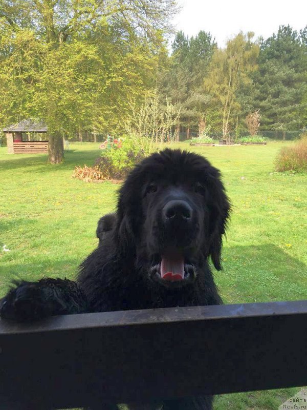 Фото: ньюфаундленд Флюфи Аваланч Воевода