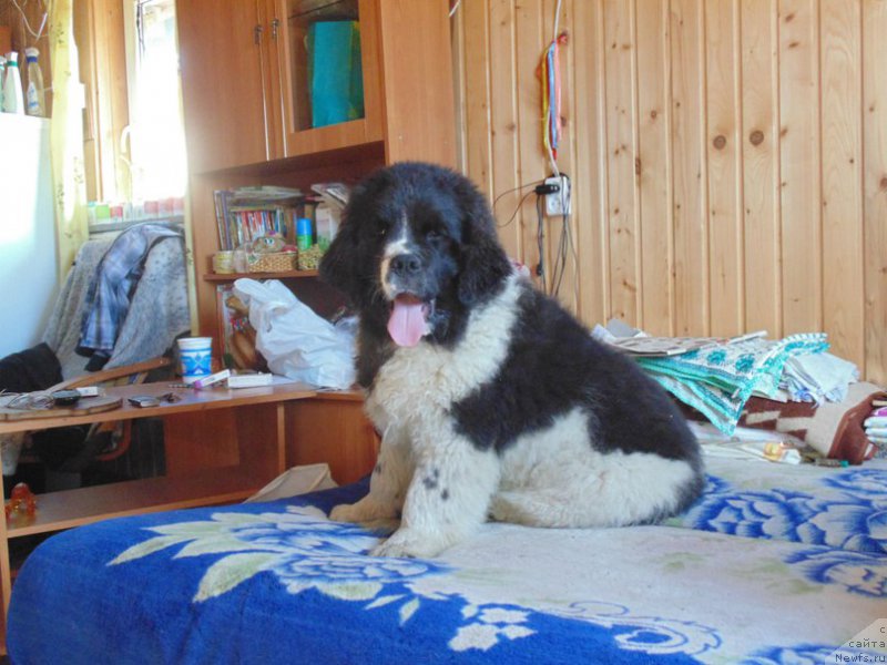 Фото: ньюфаундленд Баффи от Карельских Медведей