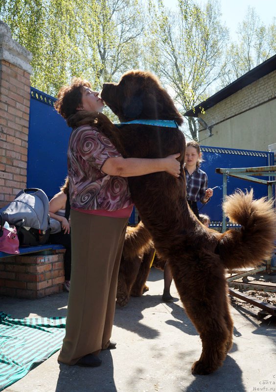 Фото: ньюфаундленд Чарли Де Бест Хелфи Пэл (Charli The Best Helfi Pel)