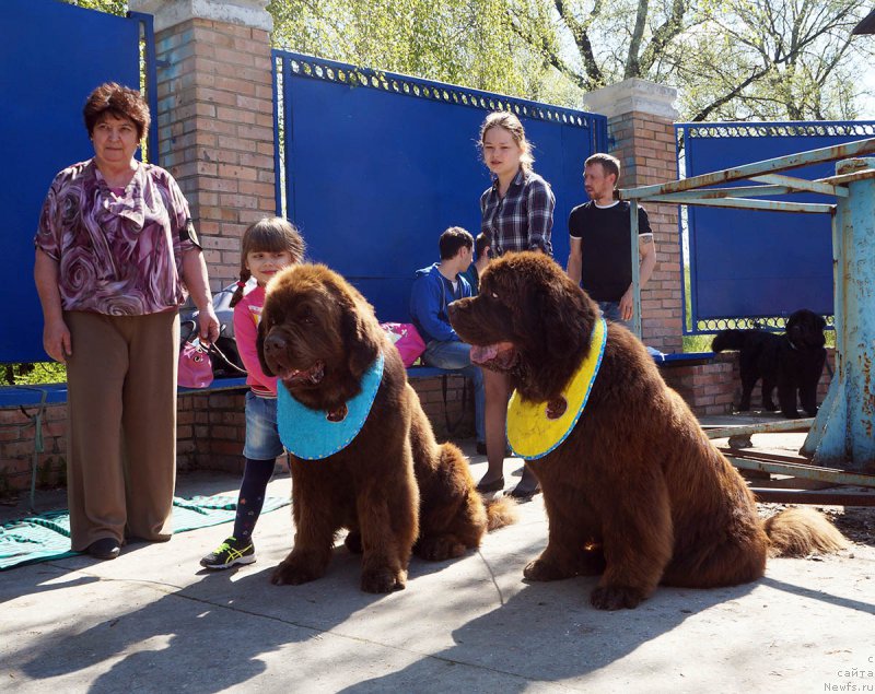 Фото: ньюфаундленд Чарли Де Бест Хелфи Пэл (Charli The Best Helfi Pel), ньюфаундленд Чармер Денкам Бронз (Charmer Denkam Bronze)