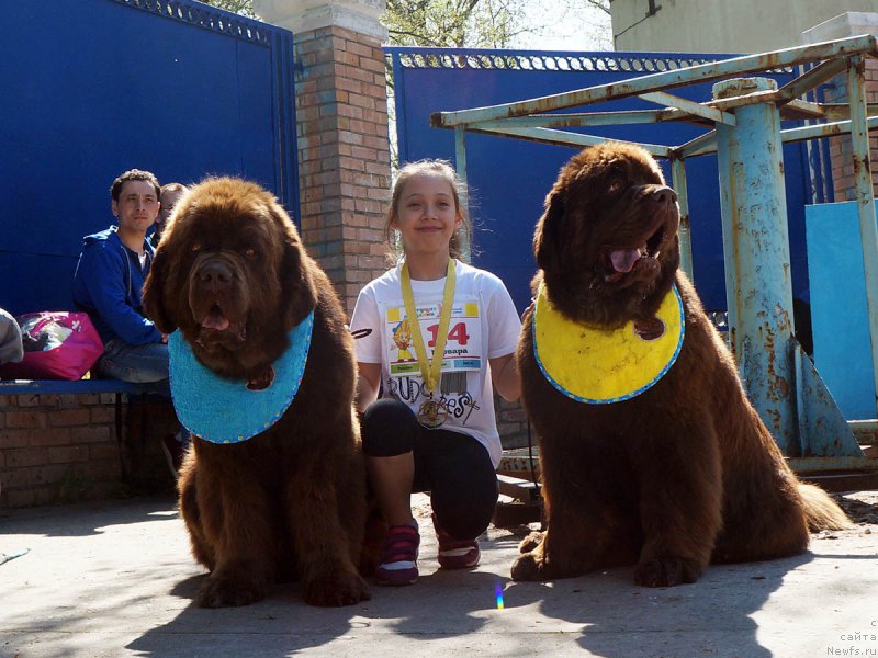 Фото: ньюфаундленд Чарли Де Бест Хелфи Пэл (Charli The Best Helfi Pel), ньюфаундленд Чармер Денкам Бронз (Charmer Denkam Bronze)