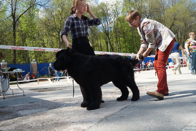 Фото: ньюфаундленд Мерседес Вялiкi Мядзведзь (Mercedes Vialiki Miadzvedz), Мария Шмелева