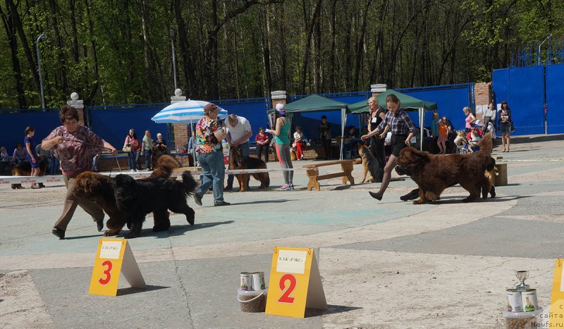 Фото: ньюфаундленд Чарли Де Бест Хелфи Пэл (Charli The Best Helfi Pel), ньюфаундленд Мерседес Вялiкi Мядзведзь (Mercedes Vialiki Miadzvedz), Елена Шмелева, ньюфаундленд Чармер Денкам Бронз (Charmer Denkam Bronze), ньюфаундленд Браунблад МСК Харрикейн Хиггенс (Brownblood MSK Harricane Higgins), Мария Шмелева