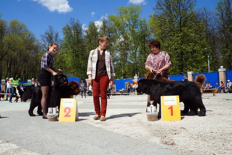 Фото: ньюфаундленд Чармер Денкам Бронз (Charmer Denkam Bronze), ньюфаундленд Браунблад МСК Харрикейн Хиггенс (Brownblood MSK Harricane Higgins), Мария Шмелева, ньюфаундленд Чарли Де Бест Хелфи Пэл (Charli The Best Helfi Pel), ньюфаундленд Мерседес Вялiкi Мядзведзь (Mercedes Vialiki Miadzvedz), Елена Шмелева