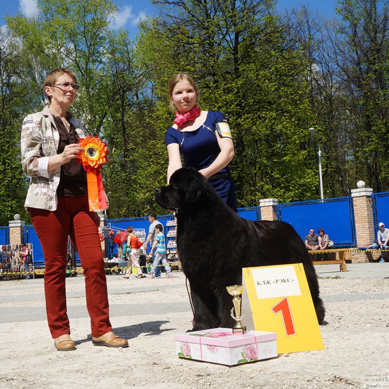 Фото: ньюфаундленд Вперед Зовущая с Берега Дона (Vpered Zovuschaya s Berega Dona)