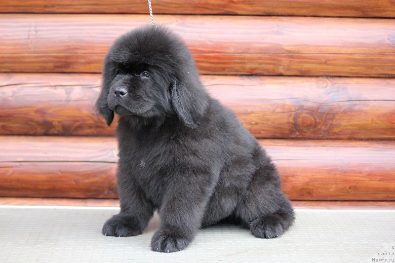 Фото: ньюфаундленд Терра Виктория Брюс Всемогущий