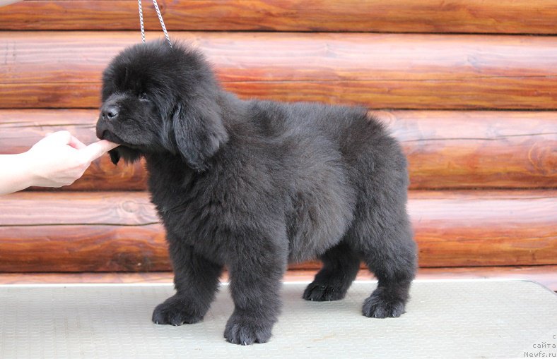 Фотография № 206747