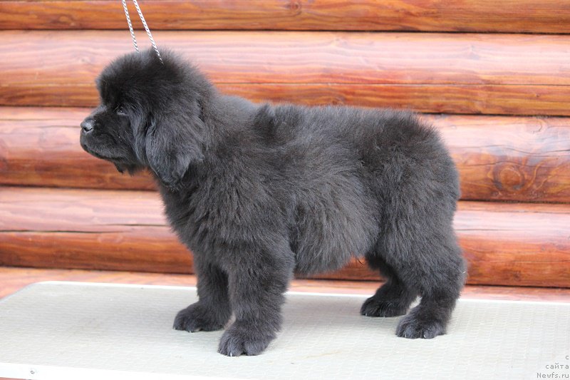 Фотография № 206748