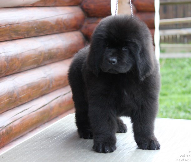 Фотография № 206749