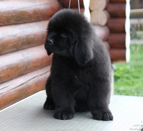 Фотография № 206751