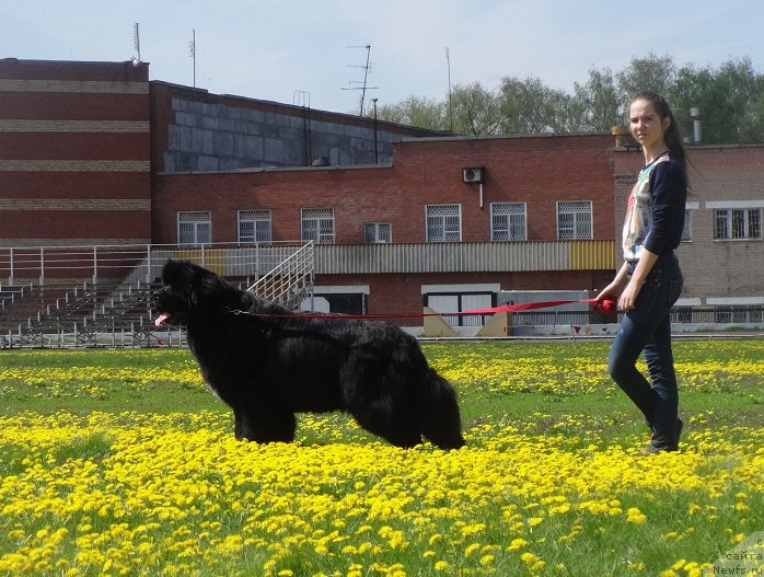 Фото: ньюфаундленд Ньюфорт Азет Абайя, и Лера...помощница наша.