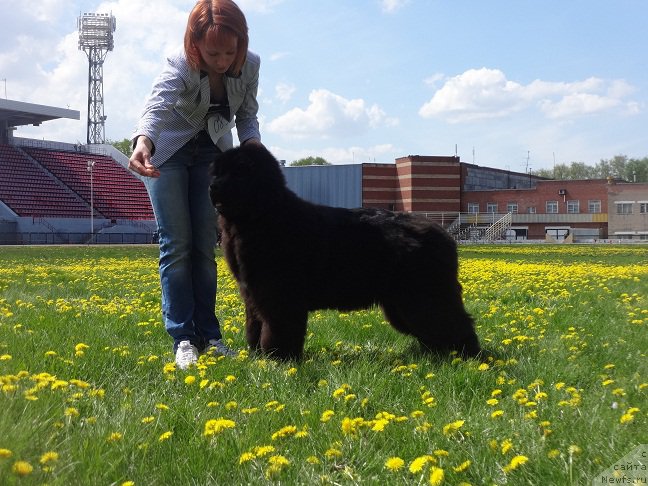 Фото: ньюфаундленд Ньюфорт Жорджия