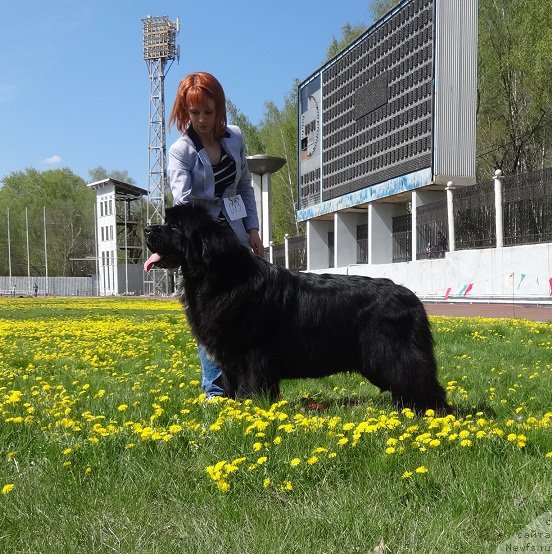 Фото: ньюфаундленд Ньюфорт Азет Абайя