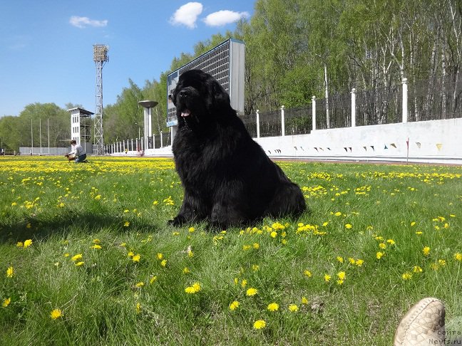 Фото: ньюфаундленд Ньюфорт Шон Волмари Триумф (Njufort Shawn Wallmar Triumph)