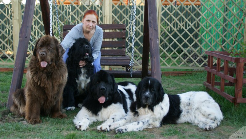 Фото: Елена Гамбарян, ньюфаундленд Ван Лен Тайм Женевьева, ньюфаундленд Аквиан Сонг Леди Ин Блэк, ньюфаундленд Супер Бизон Маэстро (Super Bizon Maestro), ньюфаундленд Сент Джонс Вива Виктория (Sent Djons Viva Viktoria)