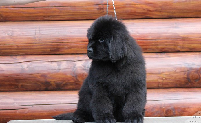 Фото: ньюфаундленд Терра Виктория Блюз Полнолунья