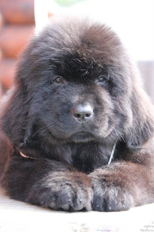 Фото: ньюфаундленд Терра Виктория Блюз Полнолунья