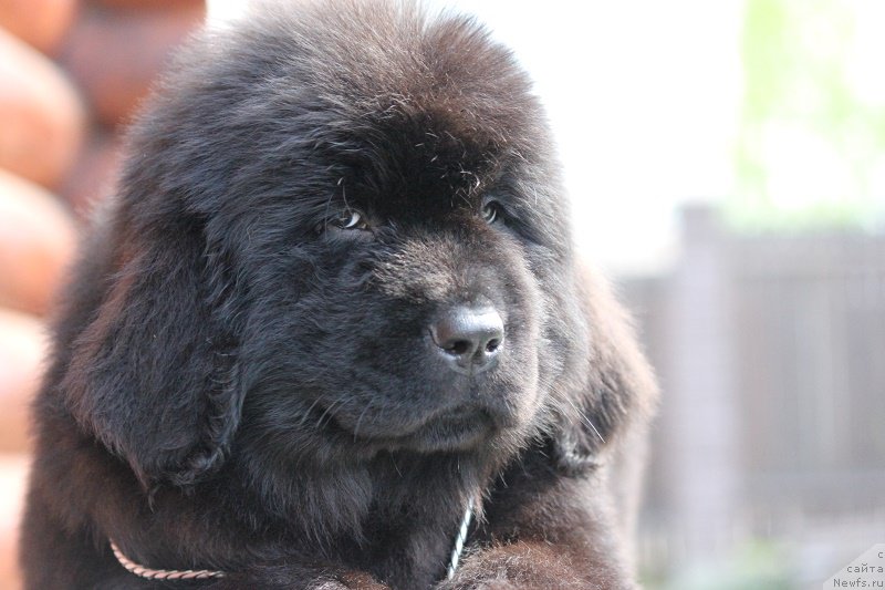 Фото: ньюфаундленд Терра Виктория Блюз Полнолунья