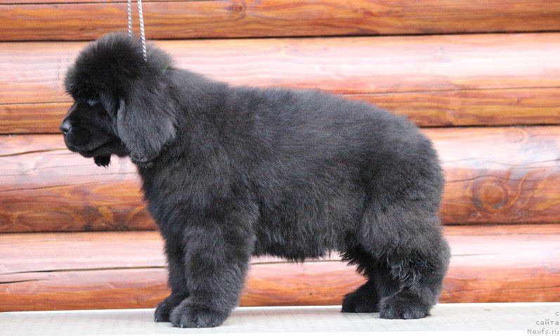 Фото: ньюфаундленд Терра Виктория Блюз Полнолунья