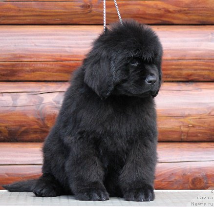 Фото: ньюфаундленд Терра Виктория Блюз Полнолунья