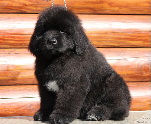 Фотография № 206774