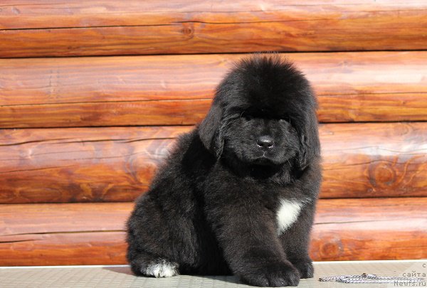 Фотография № 206775