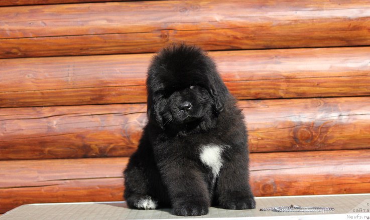 Фото: ньюфаундленд Терра Виктория Биг Маззи