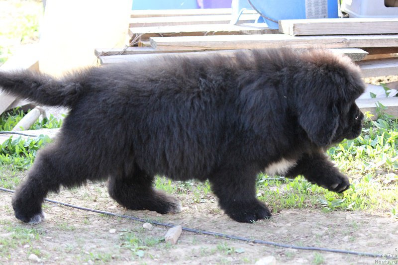 Фотография № 206777