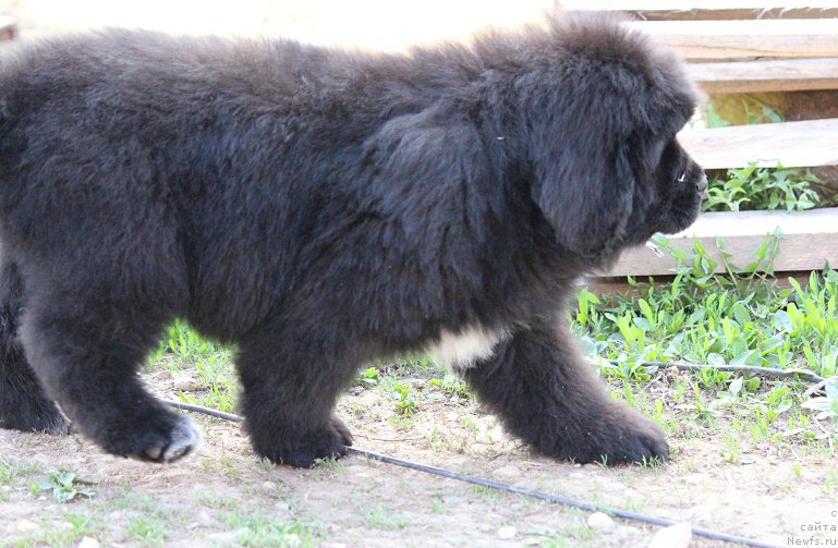 Фотография № 206778