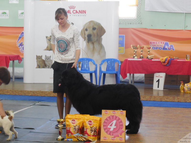 Фото: ньюфаундленд Белкондер-Клаб Ямайка Блю Маунтин (Belkonder-Club Jamaica Blue Mountin)