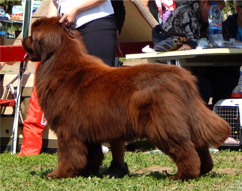 Фото: ньюфаундленд Ньюфорт Воздушный Поцелуй (Njufort Vozdushny Potseluy)