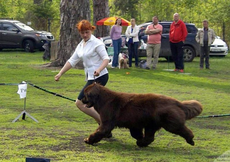 Фото: ньюфаундленд Ньюфорт Воздушный Поцелуй (Njufort Vozdushny Potseluy)