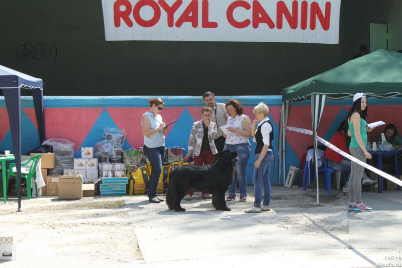 Фото: ньюфаундленд Ли Сан