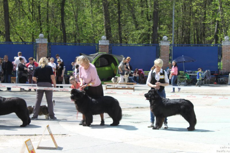 Фото: ньюфаундленд Ли Сан