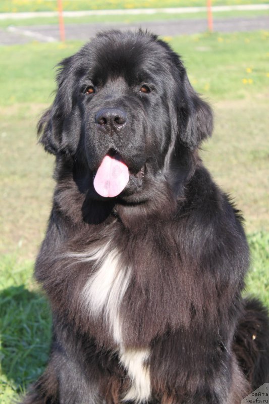 Фото: ньюфаундленд Ли Сан