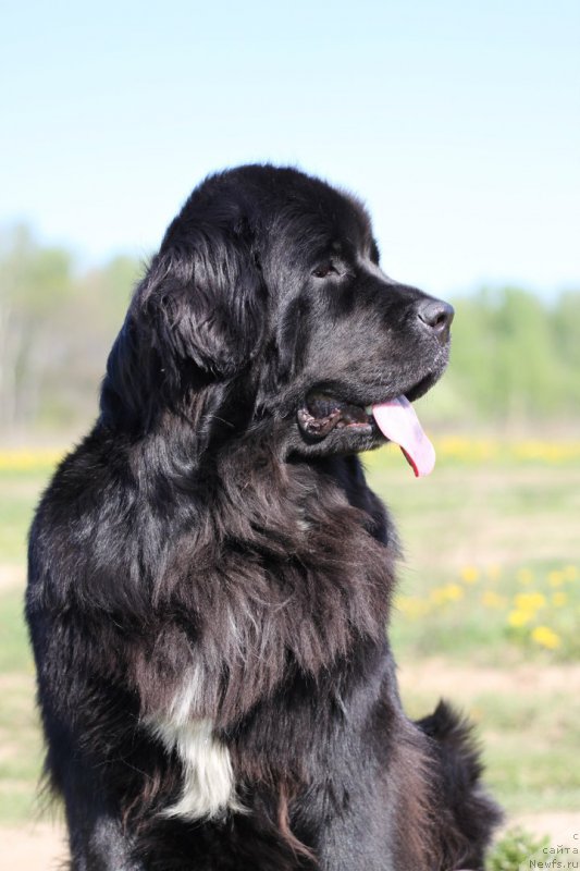 Фото: ньюфаундленд Ли Сан