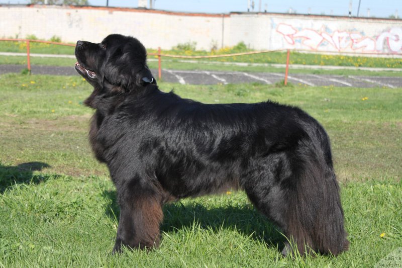 Фото: ньюфаундленд Ли Сан
